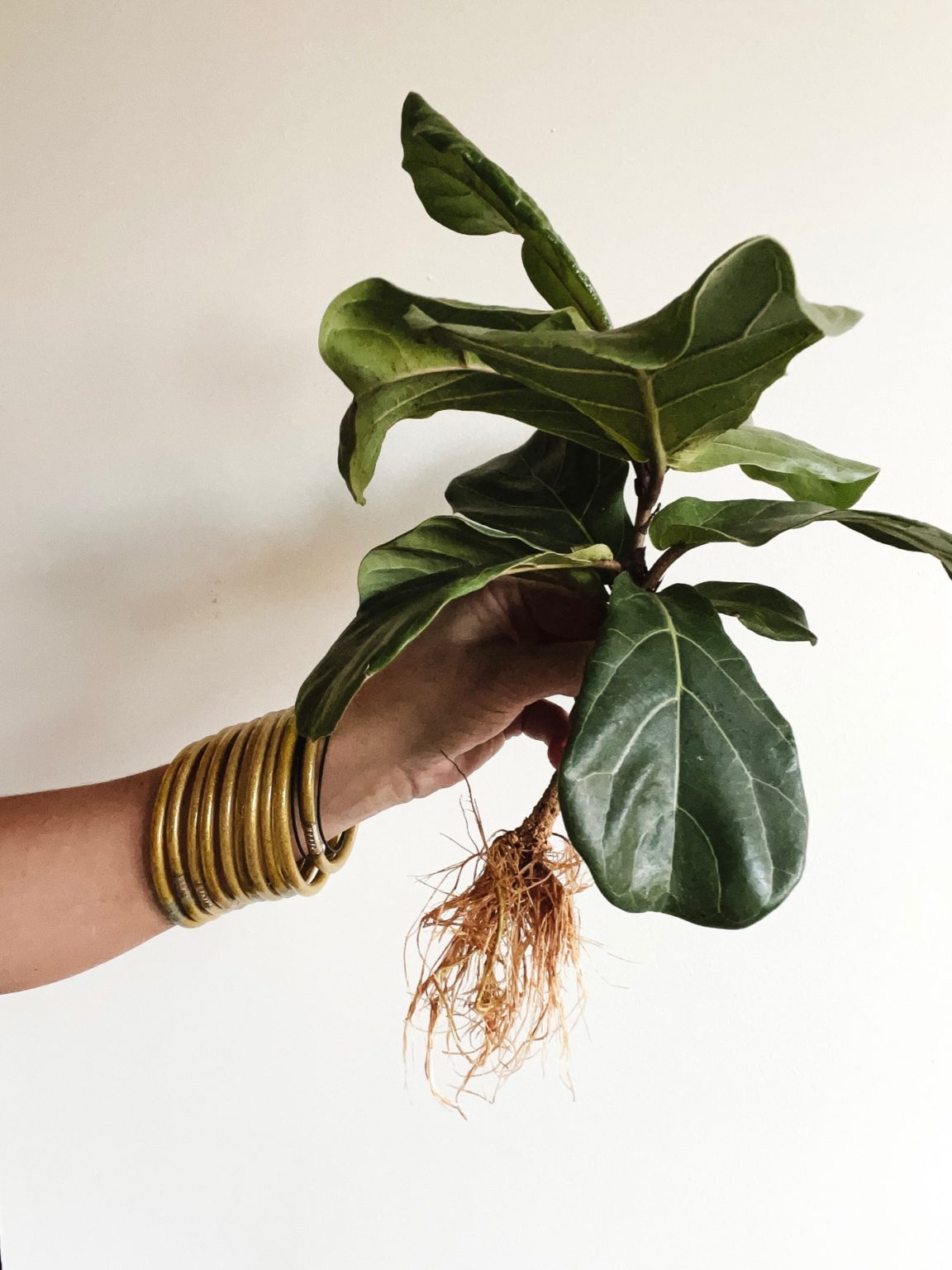 How To Propagate A Fiddle Leaf Fig Cutting Life Love Larson