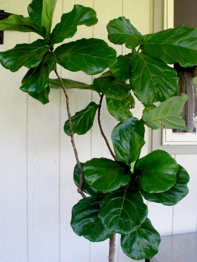 Moving the Fiddle Leaf Fig Outdoors