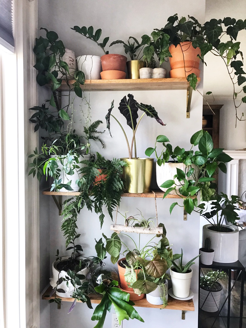 Plant shelves indoor wall