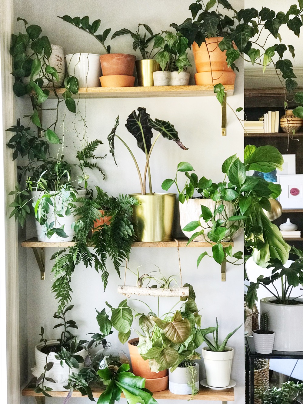 Diy plant wall indoor