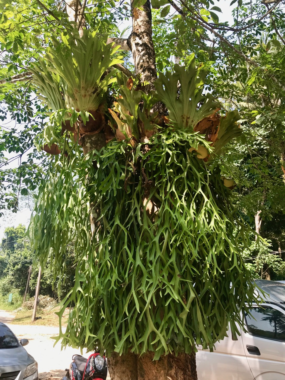 How to Mount a Staghorn Fern - Life Love Larson