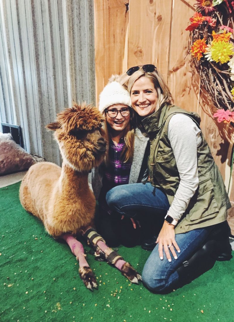 Explore Kansas City: Yaya’s Alpaca Farm