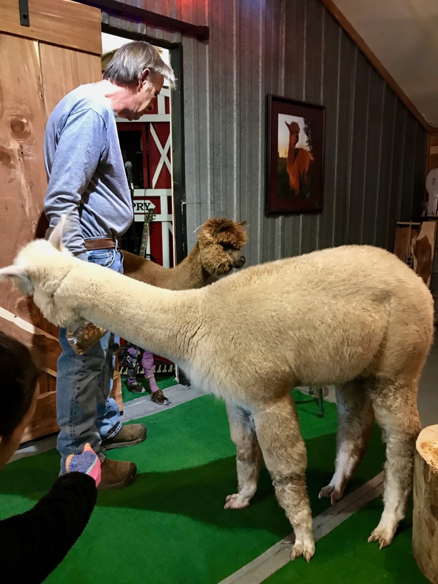 Explore Kansas City Yaya’s Alpaca Farm Life Love Larson