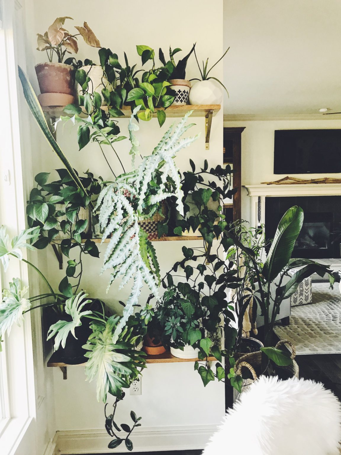 How to Create a DIY Indoor Plant Wall - Life Love Larson