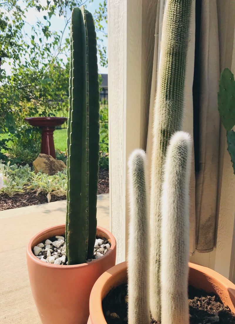 How to Pot a Large Cactus