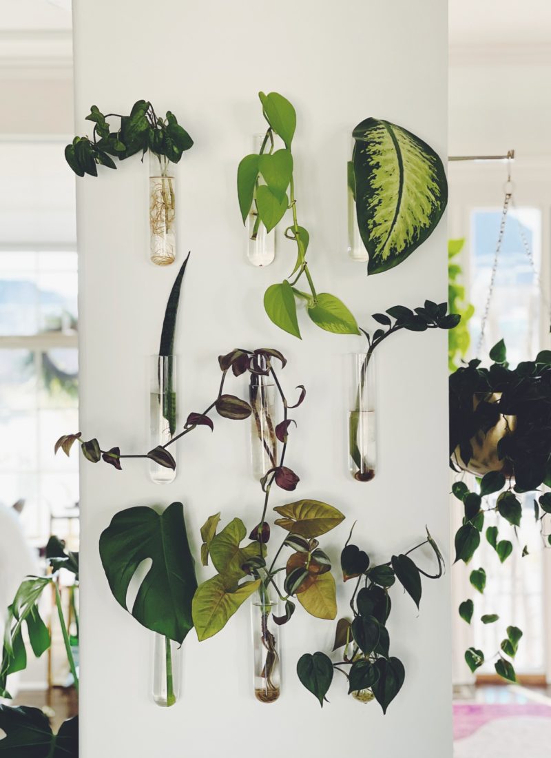 How to Create a Plant Propagation Wall
