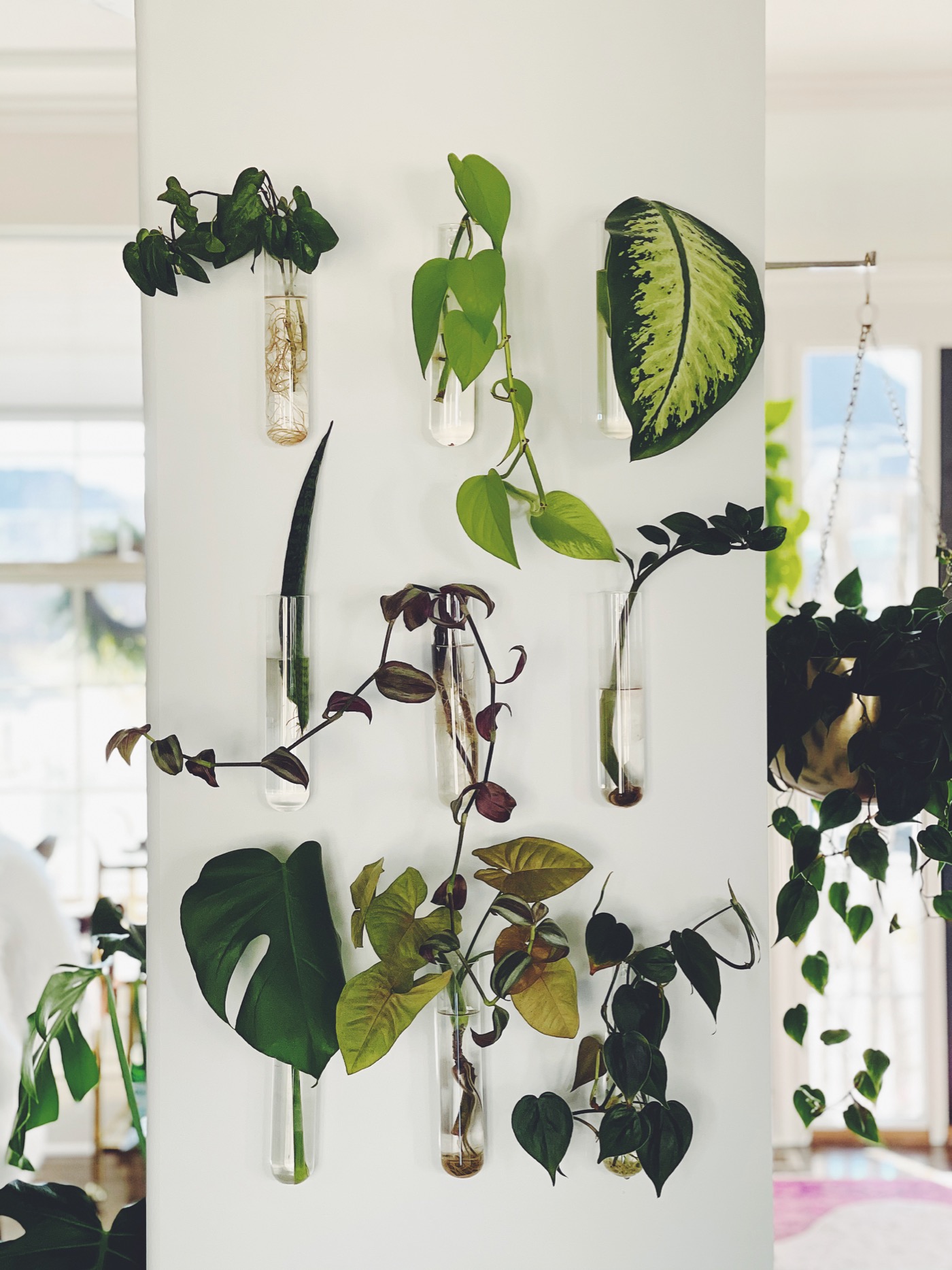 How to Create a Plant Propagation Wall - Life Love Larson