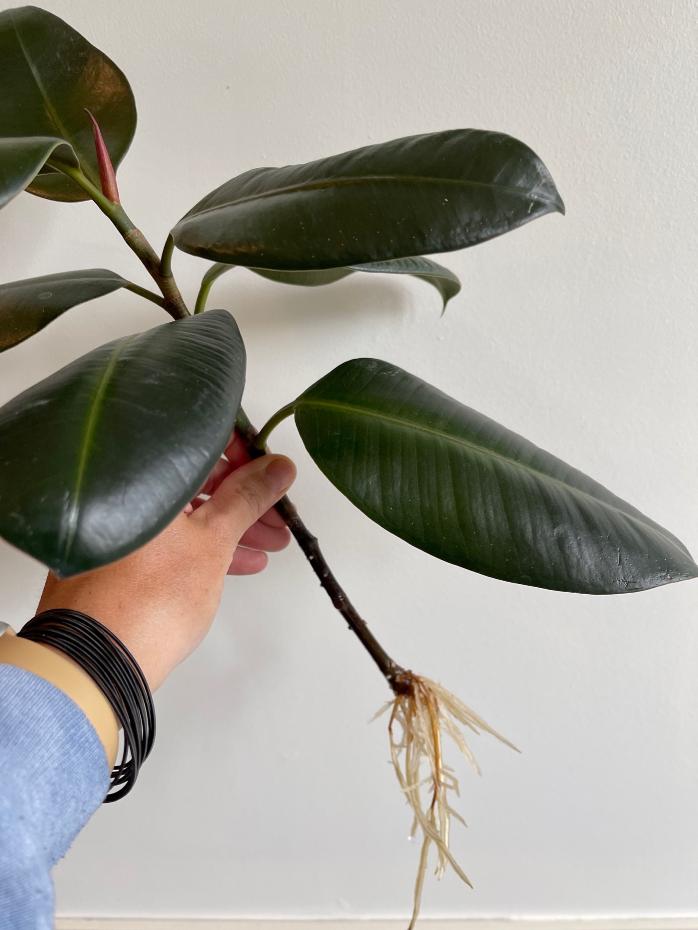 My rubber tree, as wonderful as it is, is getting too big for my