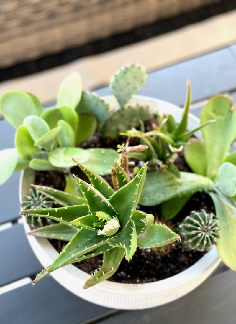 How to Create a DIY Succulent and Cactus Planter