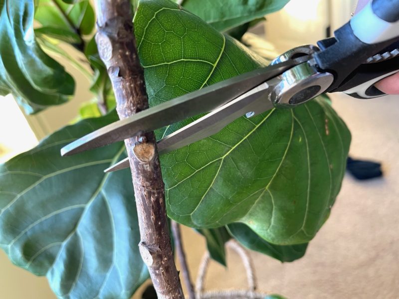 How to Propagate a Fiddle Leaf Fig Cutting - Life Love Larson