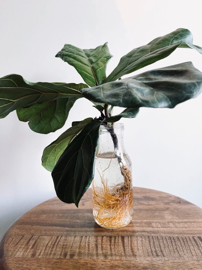 How to Propagate a Fiddle Leaf Fig Cutting - Life Love Larson