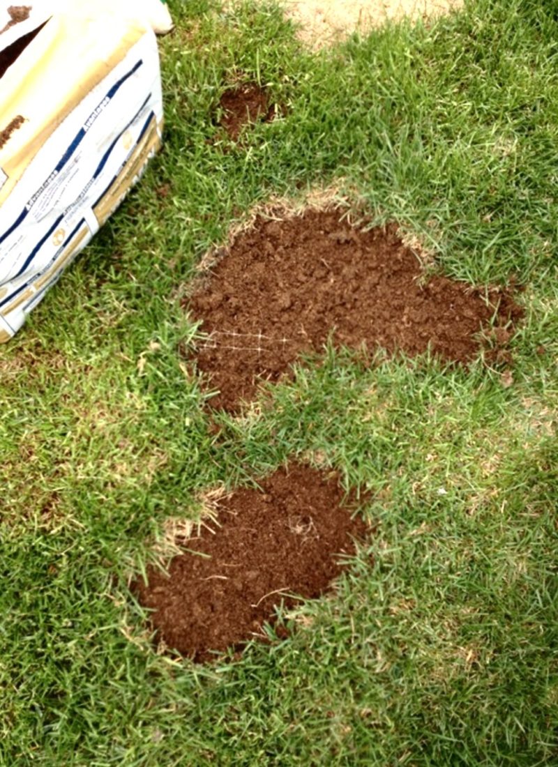 How to Repair Dog Pee Spots in Your Yard