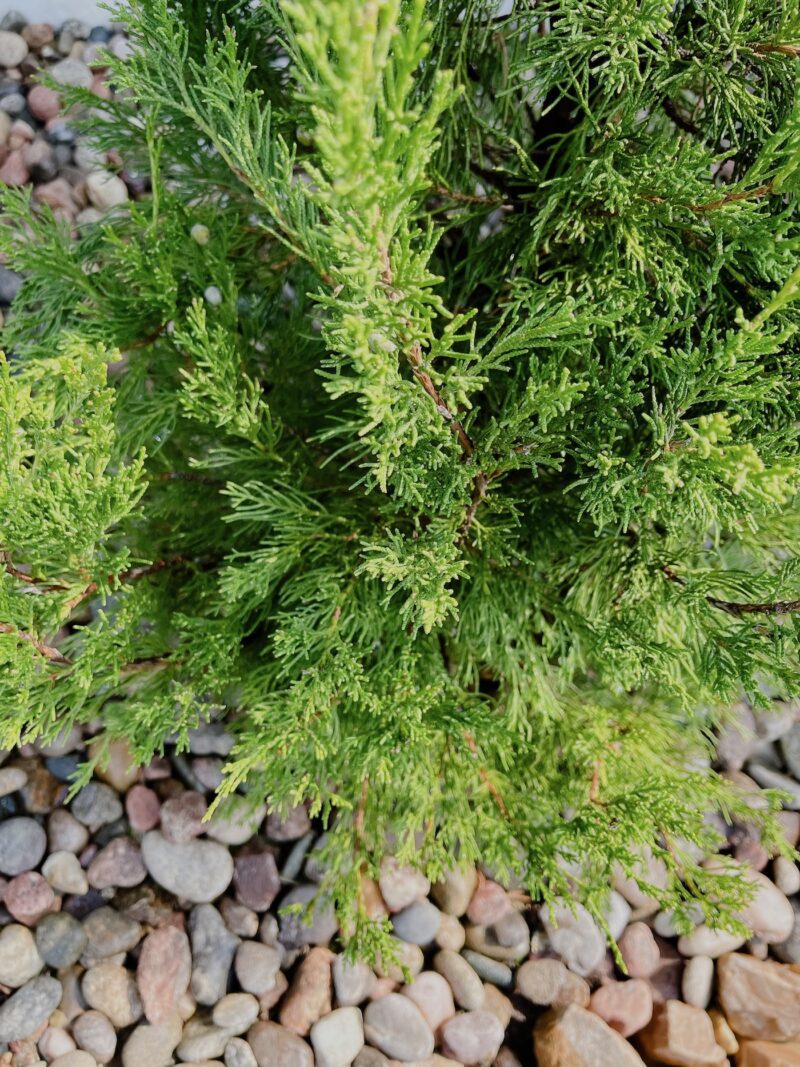 Adding Juniper Trees to the Side of House and How to Bury a Sump Pump ...