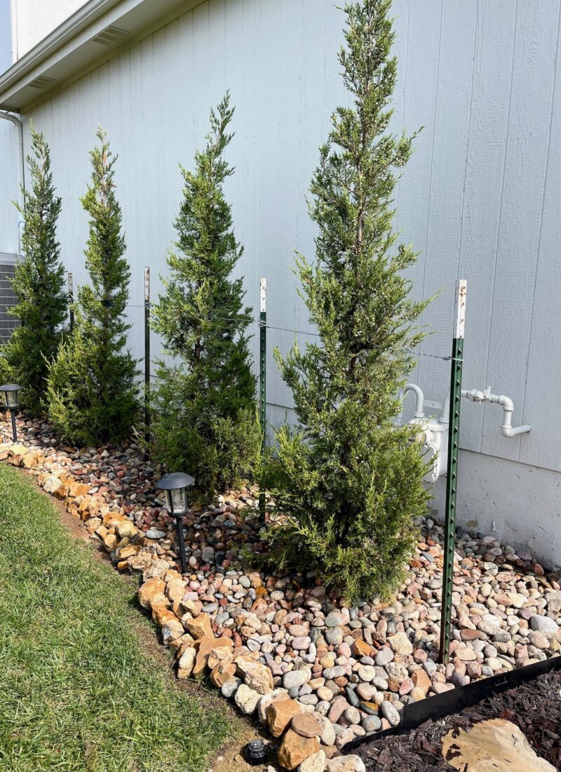 Adding Juniper Trees to the Side of House and How to Bury a Sump Pump