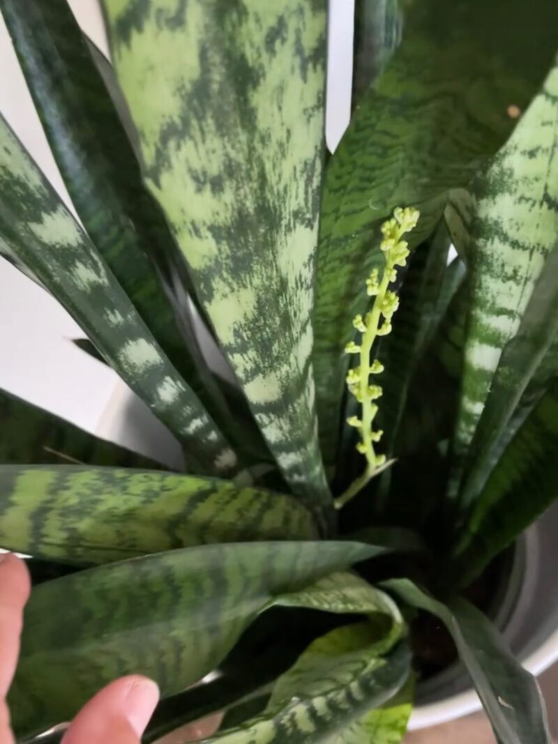 How to Propagate a Snake Plant - Life Love Larson