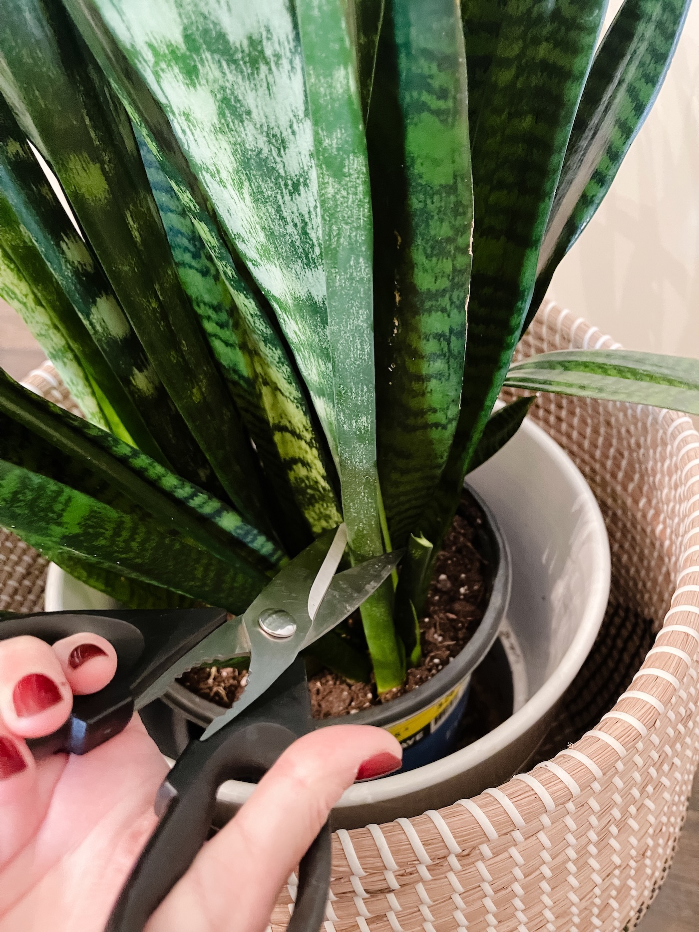 How to Propagate a Snake Plant - Life Love Larson