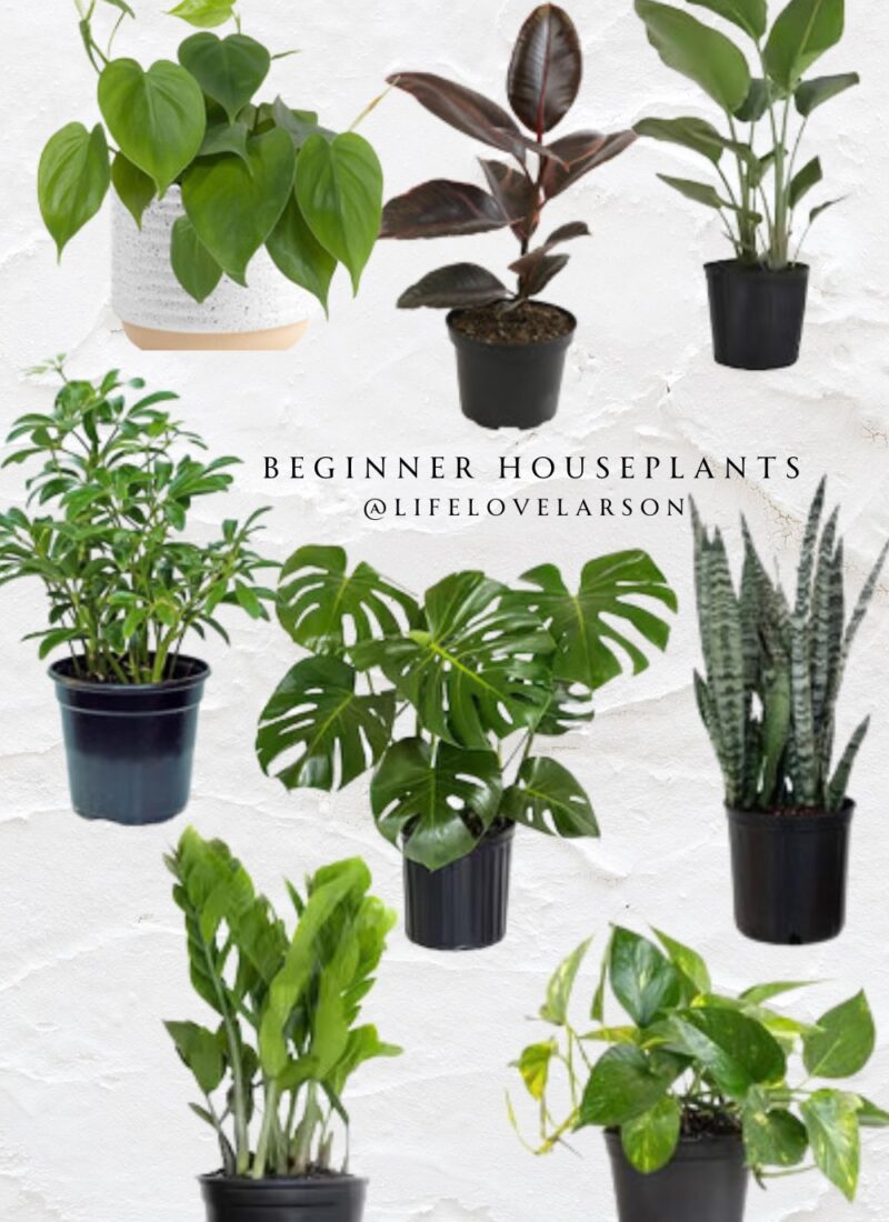 Eight Beginner Houseplants That Are Easy to Keep Alive