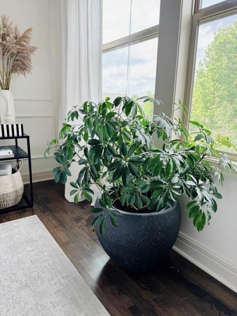 Eight Beginner Houseplants That Are Easy To Keep Alive - Life Love Larson