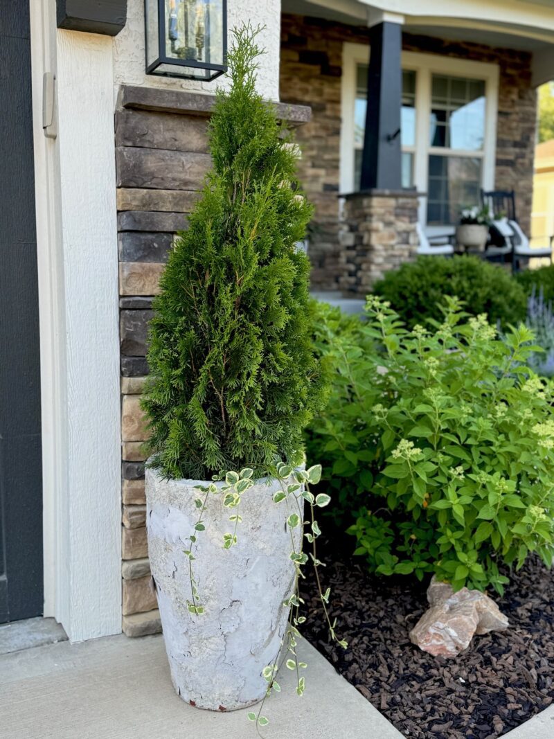 How to Plant Emerald Green Arborvitae Shrubs in Pots - Life Love Larson