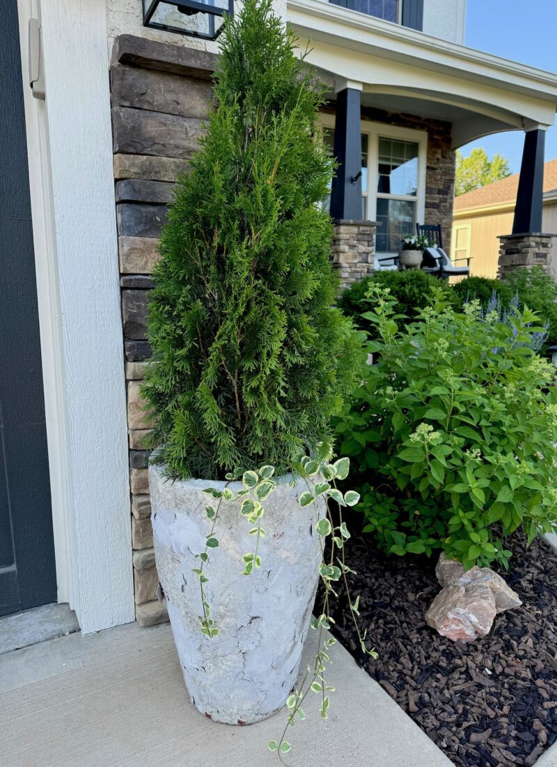 How to Plant Emerald Green Arborvitae Shrubs in Pots