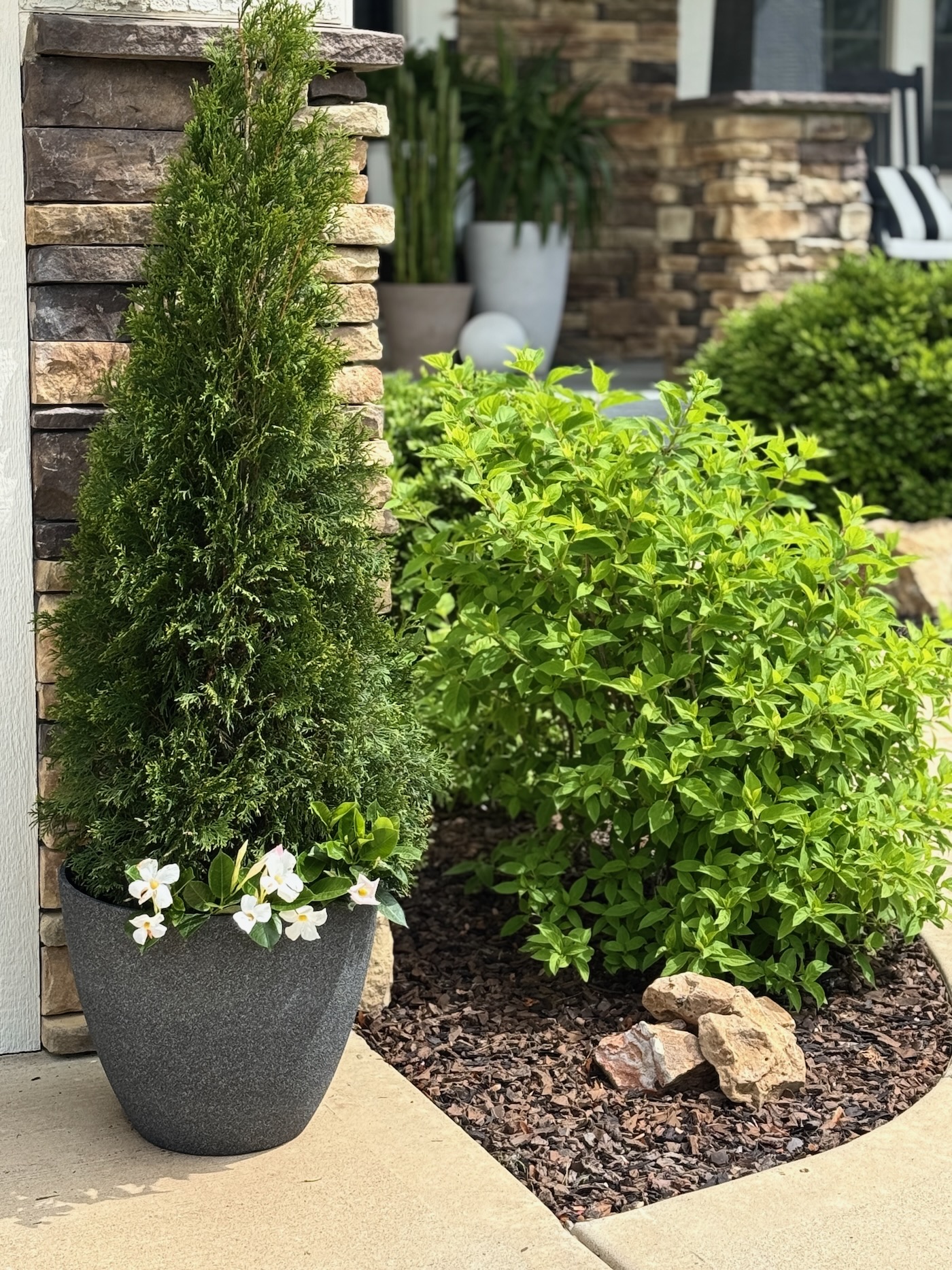arborvitae trees in pots
