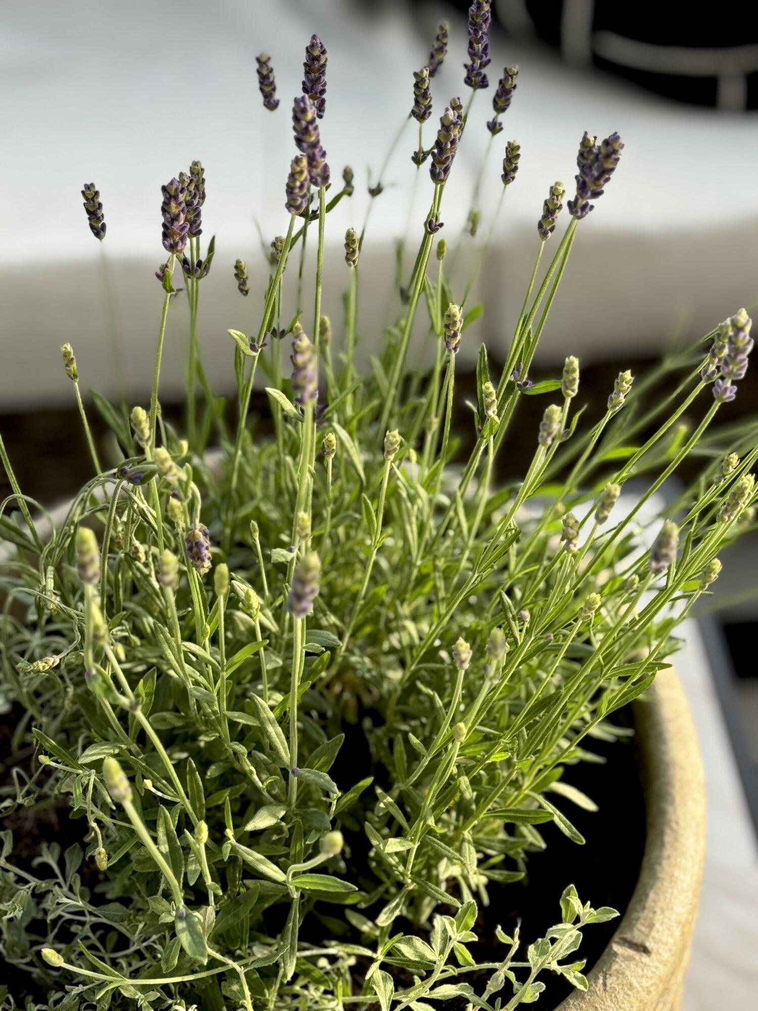 fresh lavender