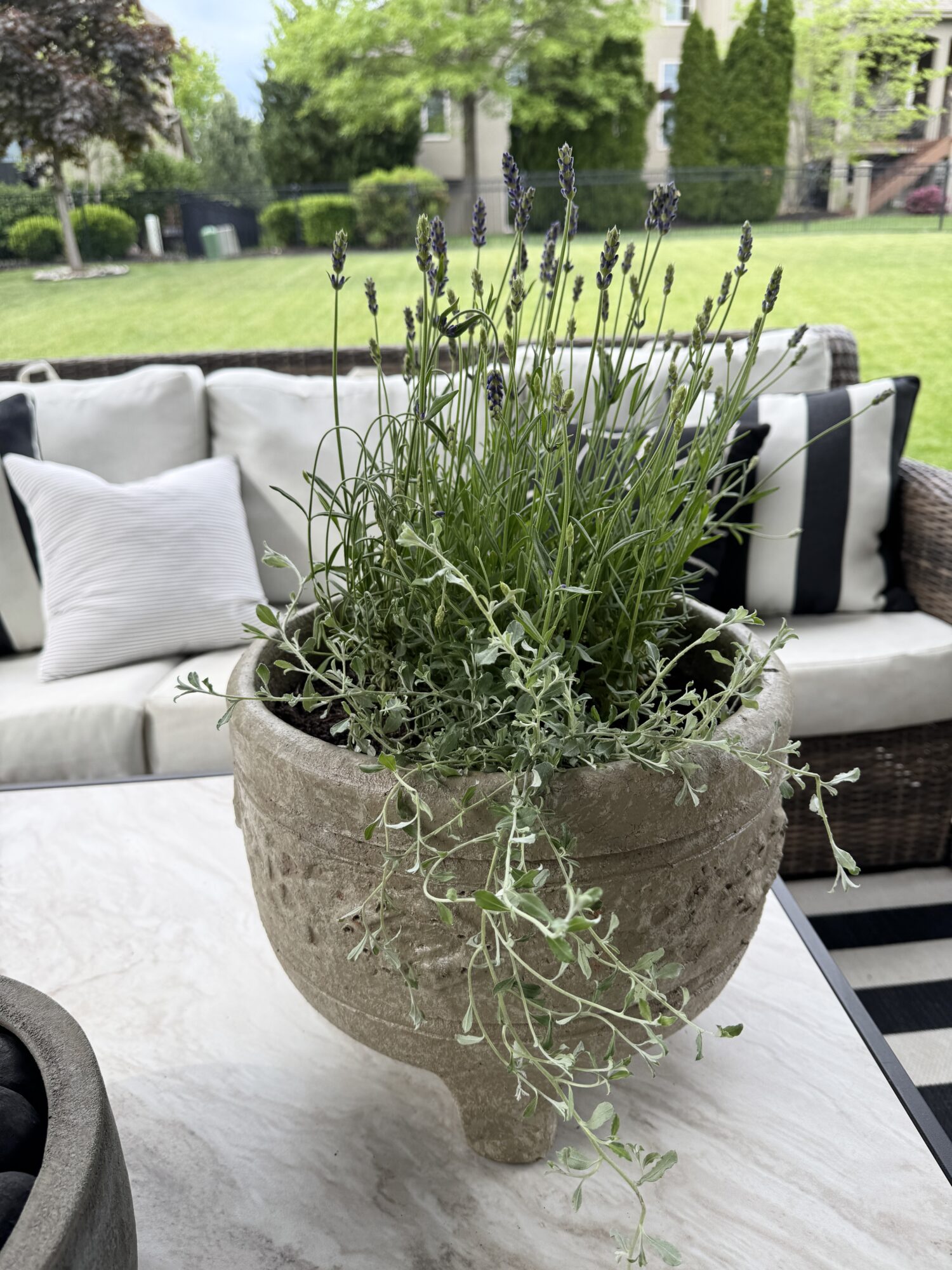 potted fresh lavender