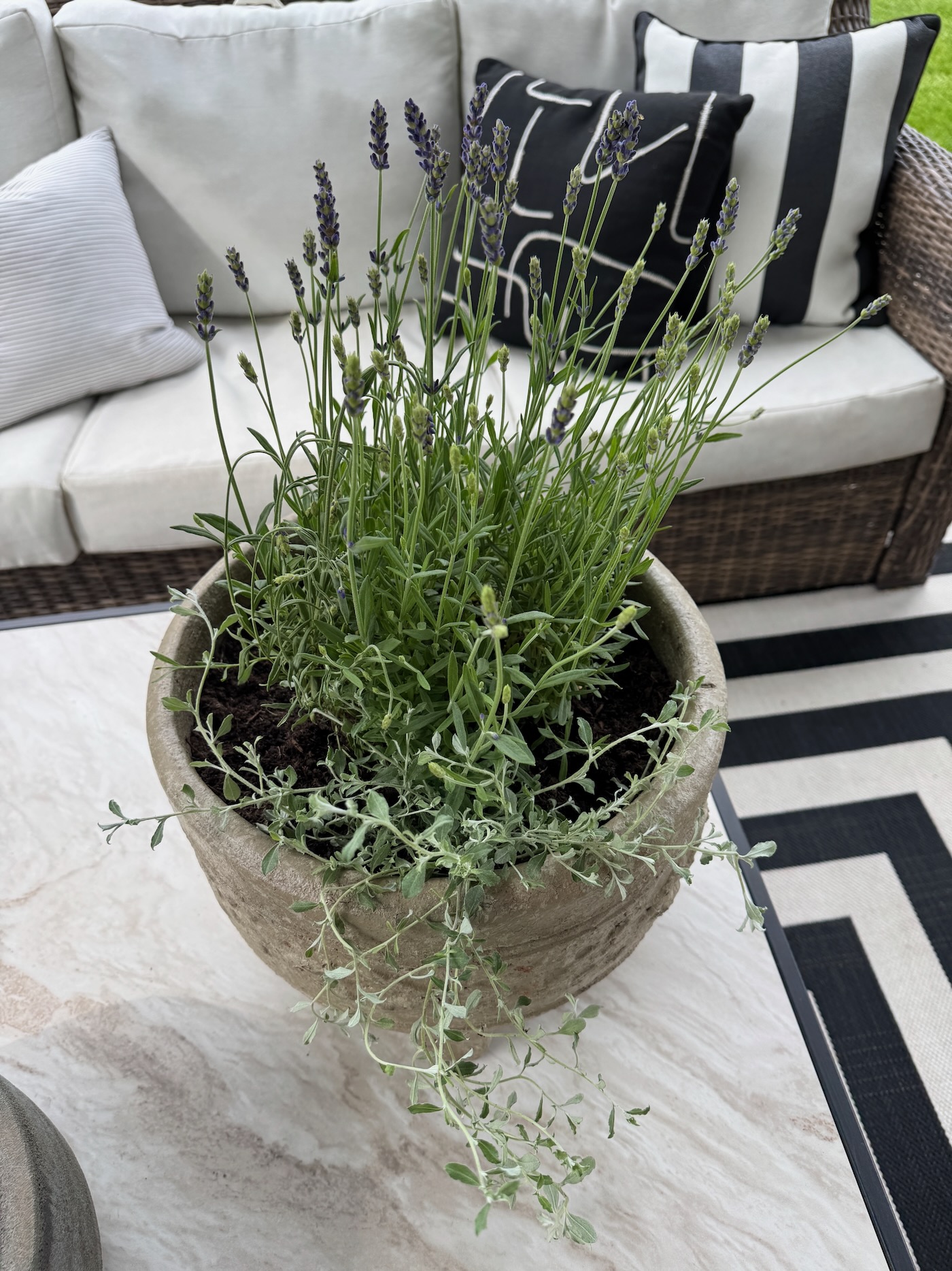fresh lavender